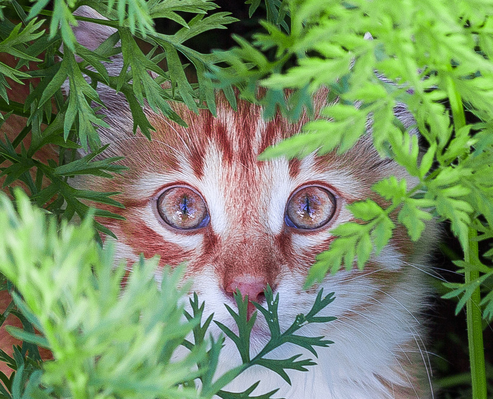 Кот с пронзительным взглядом - Ольга 