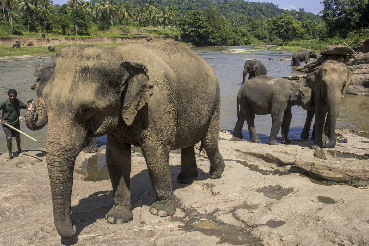Pinnawela elephant orphanage in Sri Lanka - Андрей 