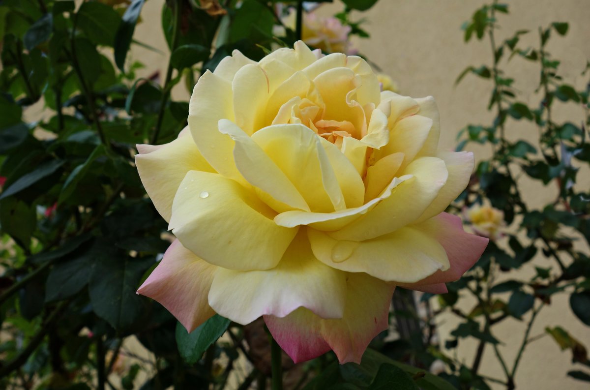 «Глория Дей» во всем мире признана эталоном розы :: Galina Dzubina .