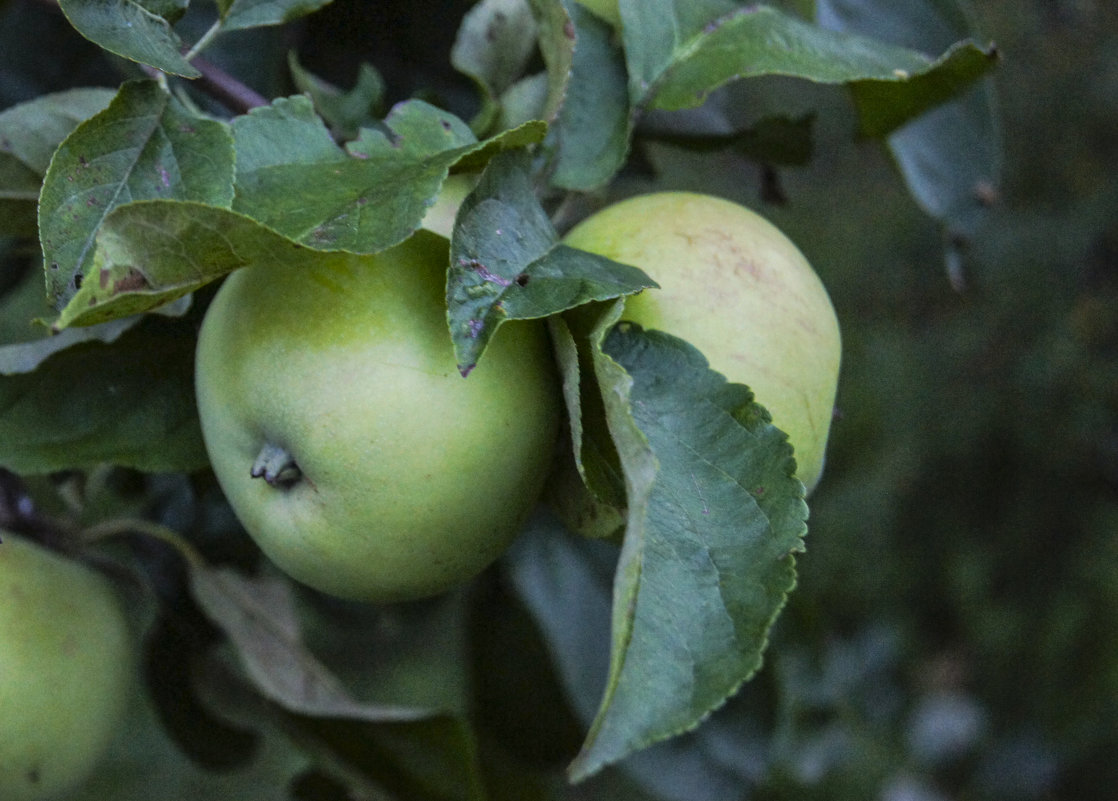 Яблоки в саду - Ирина Аршинова