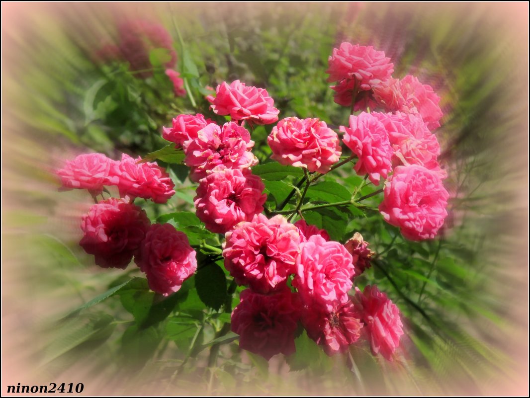 Розовое лето - Нина Бутко