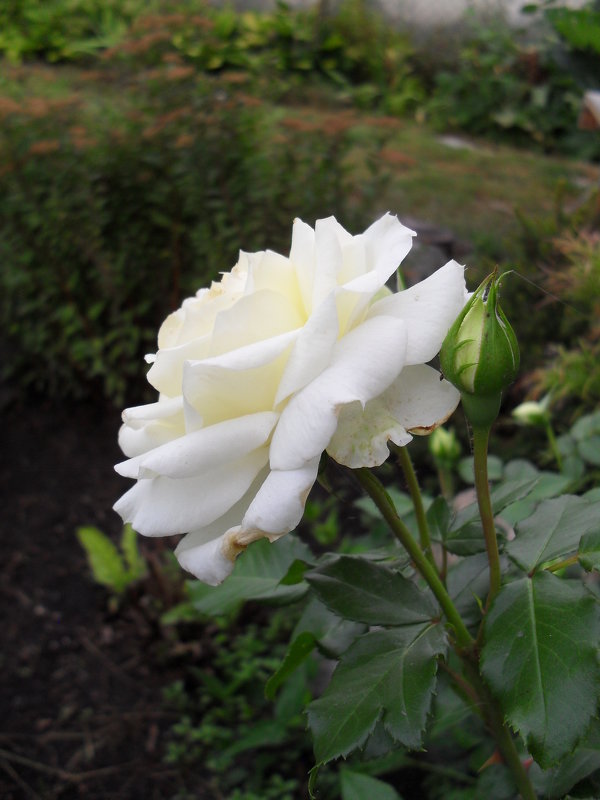 Роза белая - Анатолий 
