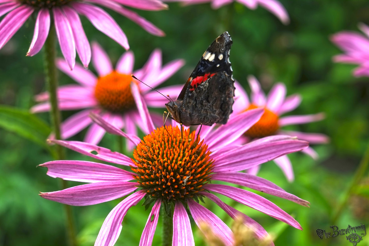 Бабочка на цветке - Alex Bezvetrenniy