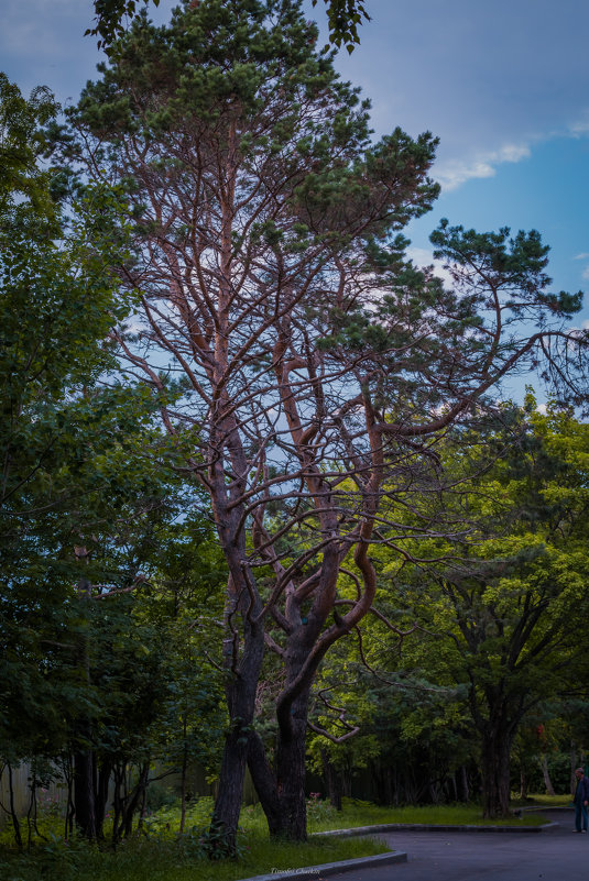 дерево - Timofey Chichikov