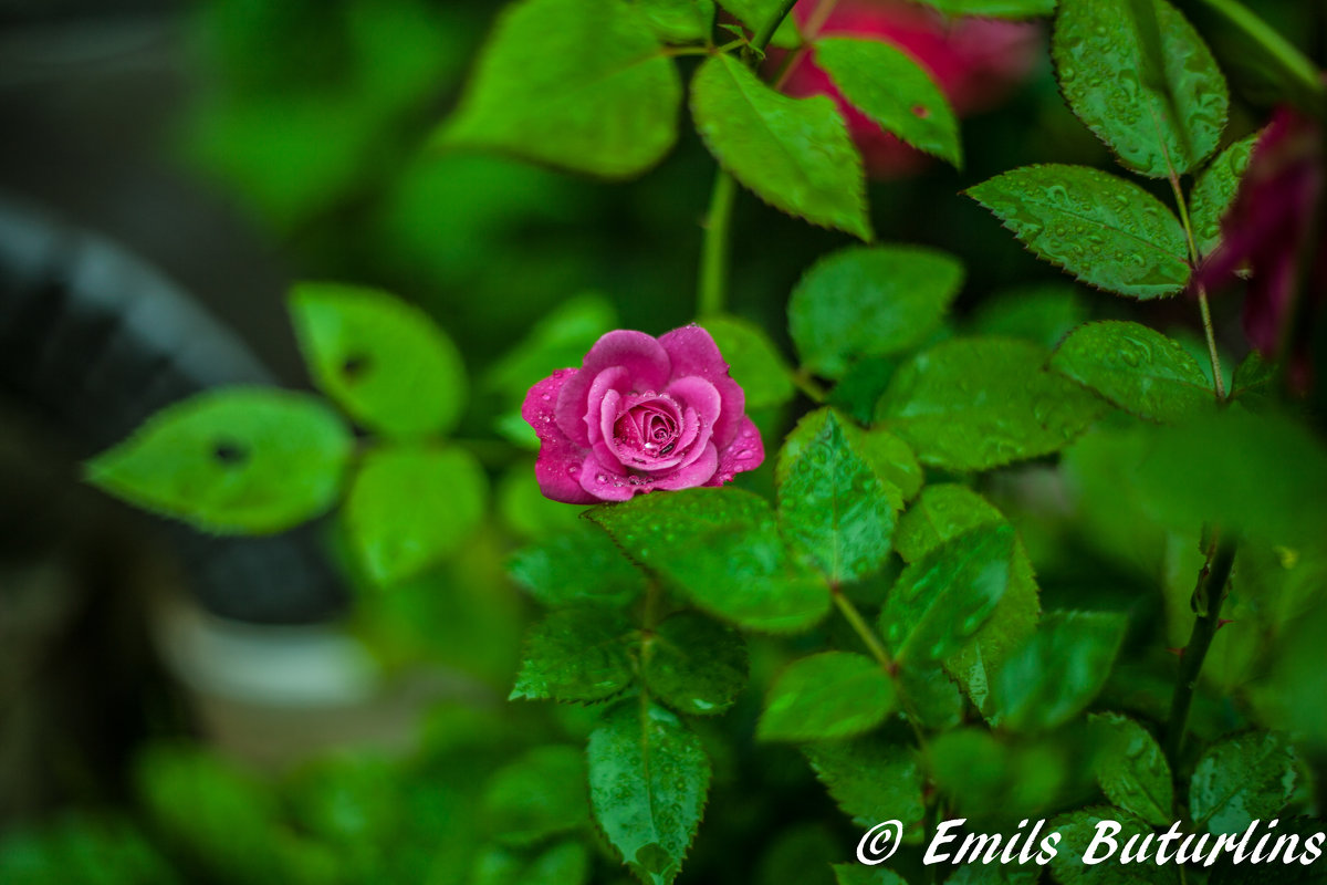 Розовая роза - Эммль Buturlin