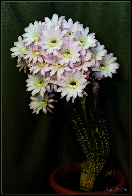 Цветы кактуса.3 - Jossif Braschinsky