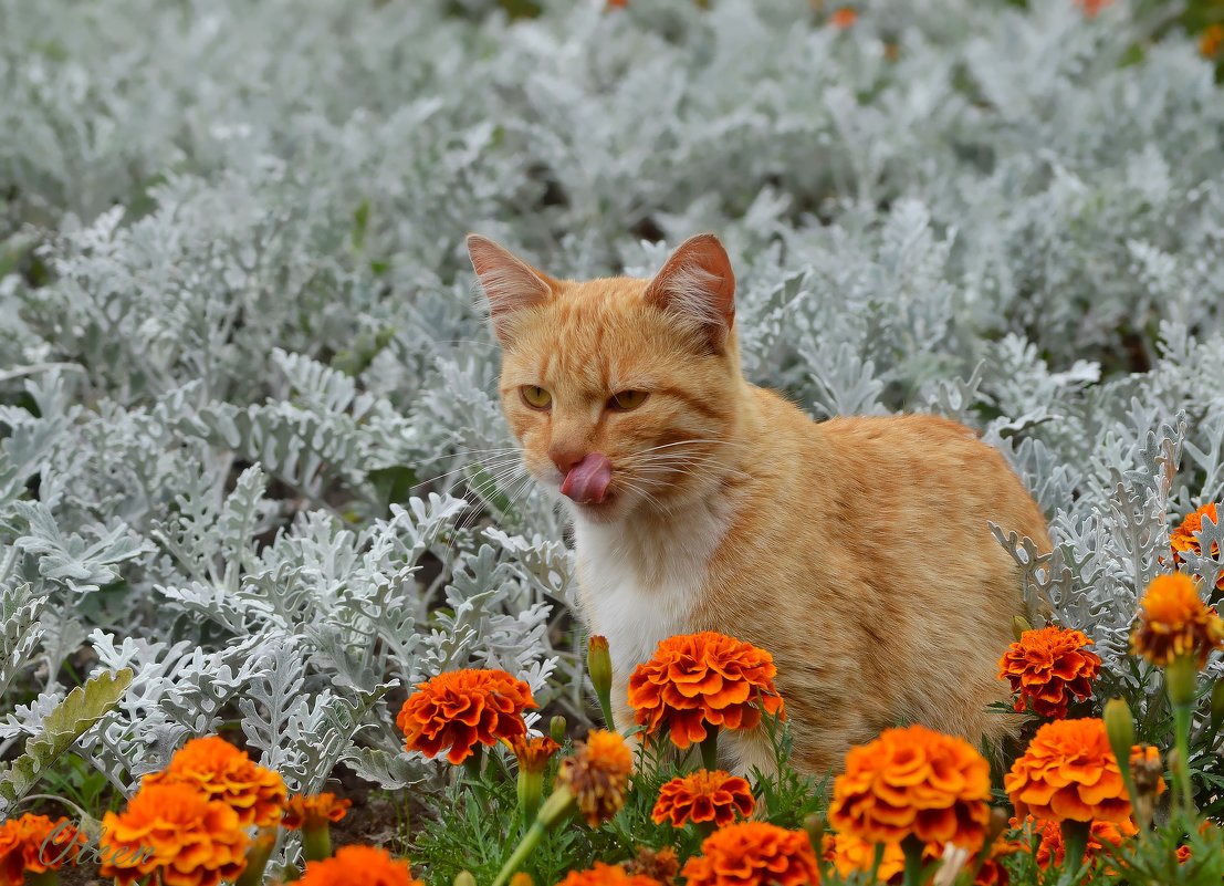 Рыжий кот в цветах - Olcen - Ольга Лён