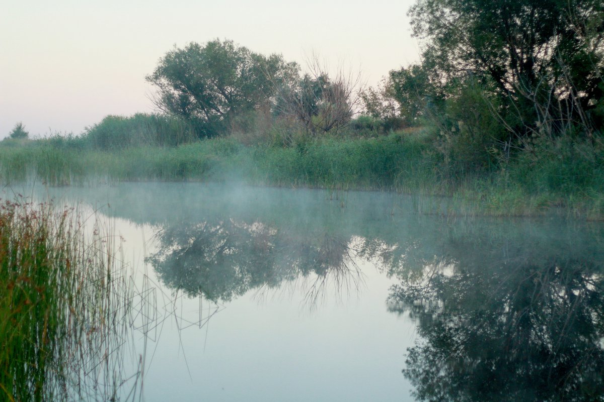 Утро туманное - Андрей Щукин