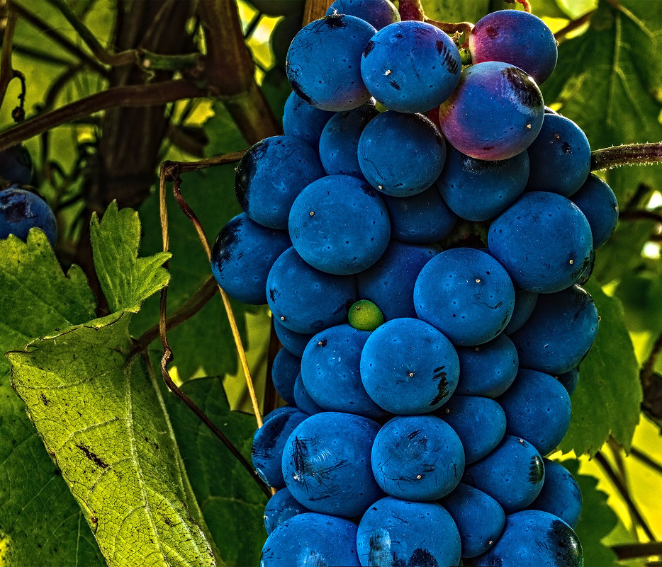 виноград - олег 