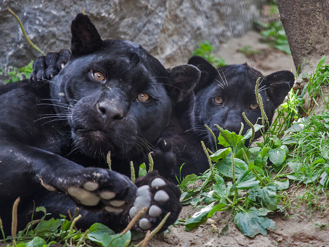 Чёрная пантера (17 фото) black panther