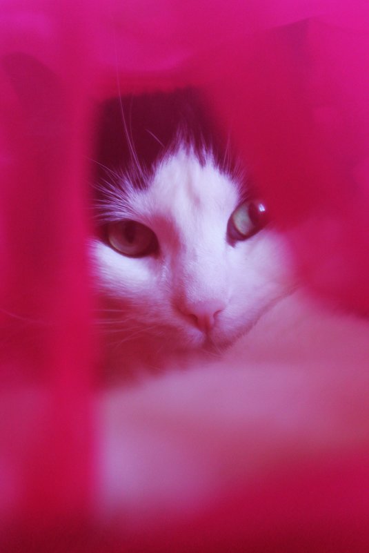 Кот за розовой шторой - Avada Kedavra! 