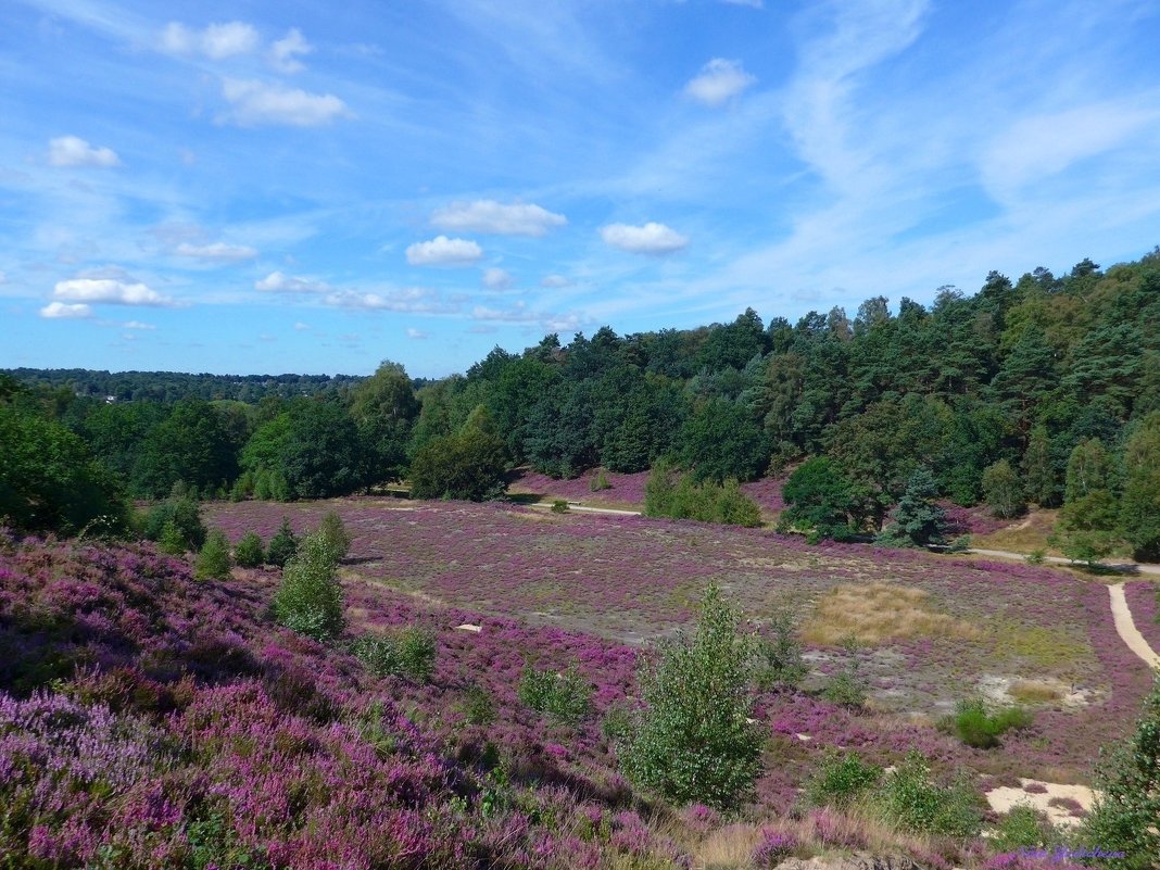 Fischbeker Heide Hamburg - Nina Yudicheva