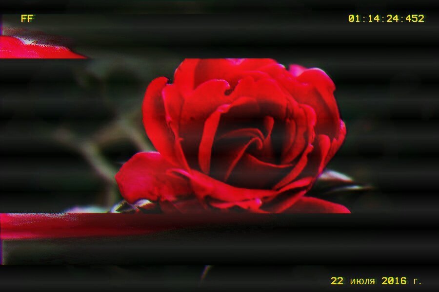 Любите розы - Алиса Добровольская