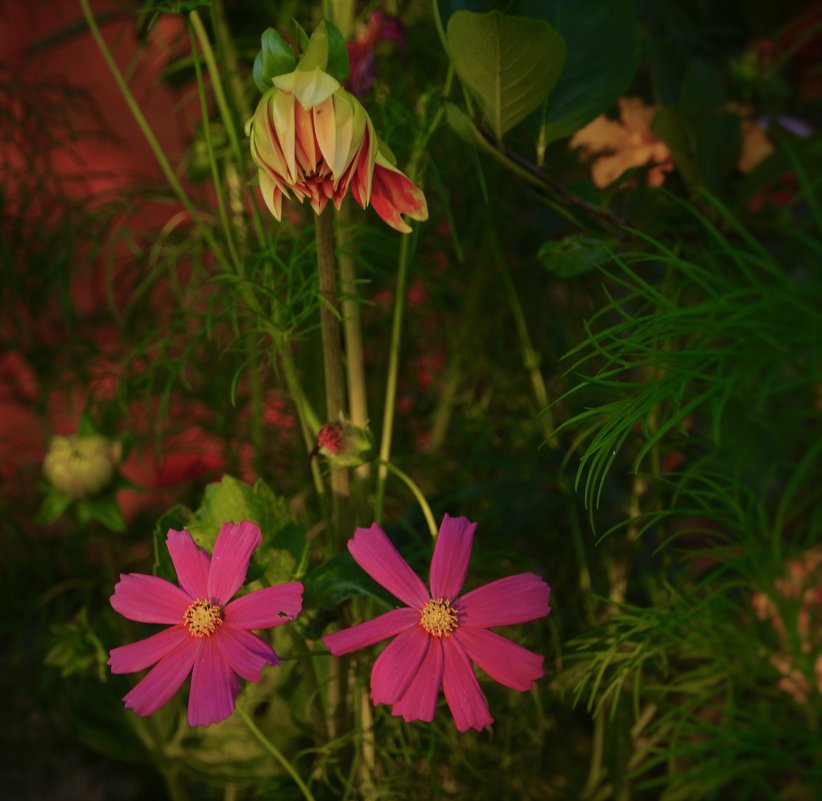 цветы в саду - Лариса *