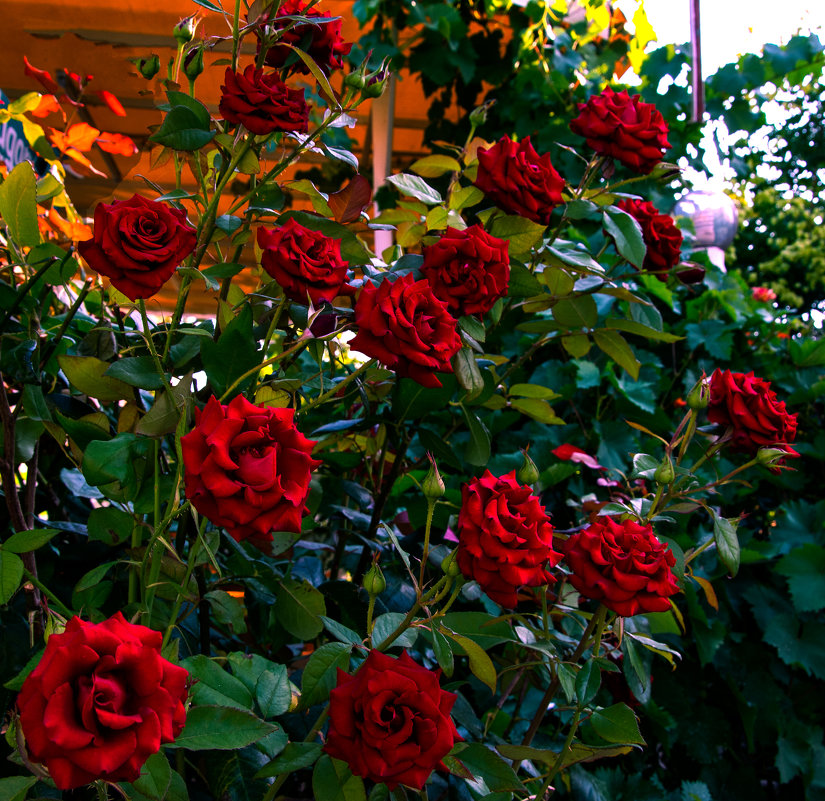 Roses - Valeri Lubiako