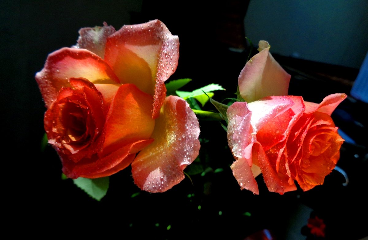 Две мокреньких розы :) - Милла Корн 