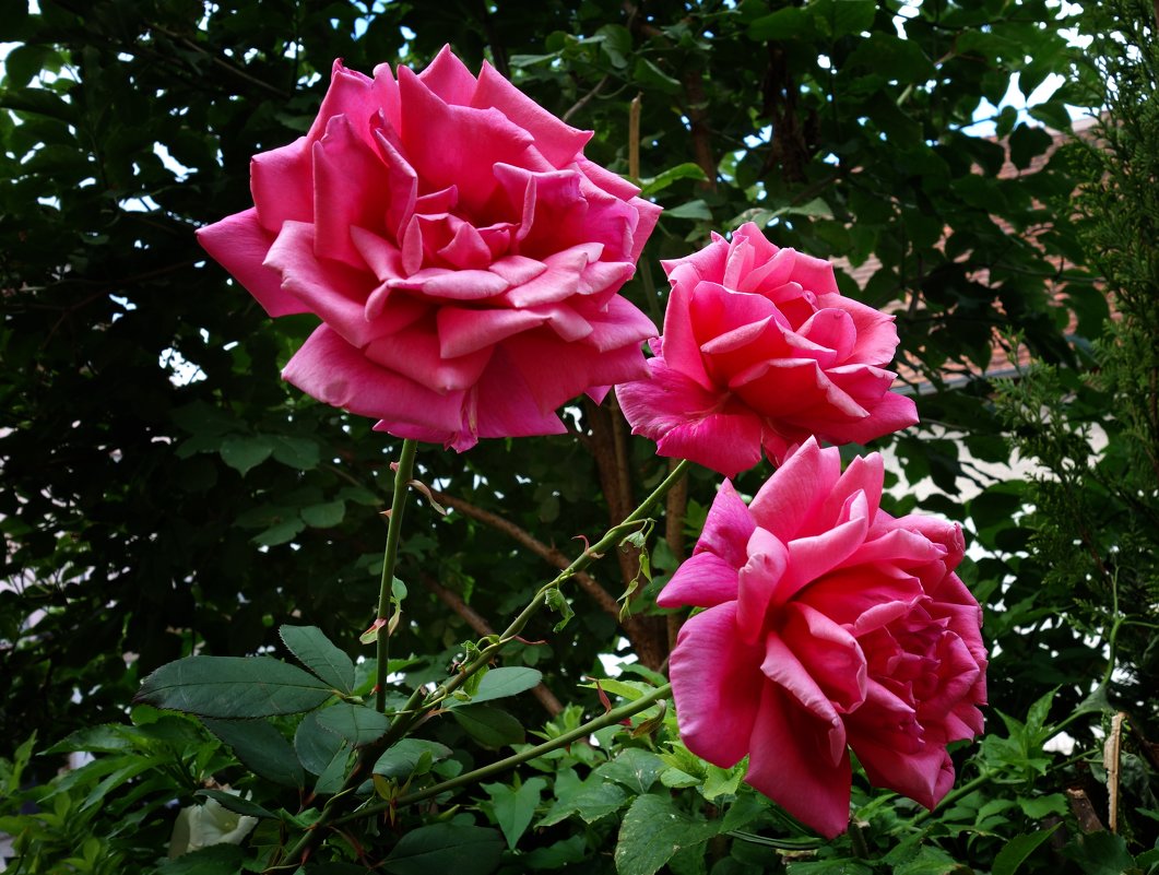 "...Уходит лето, по привычке согревая, Дурманя запахом еще цветущих роз…" - Galina Dzubina