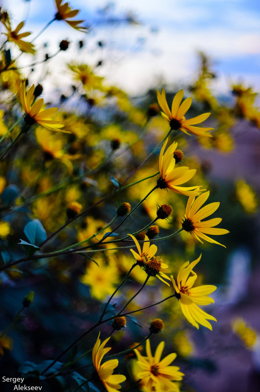 Желтые цветы - Сергей Алексеев