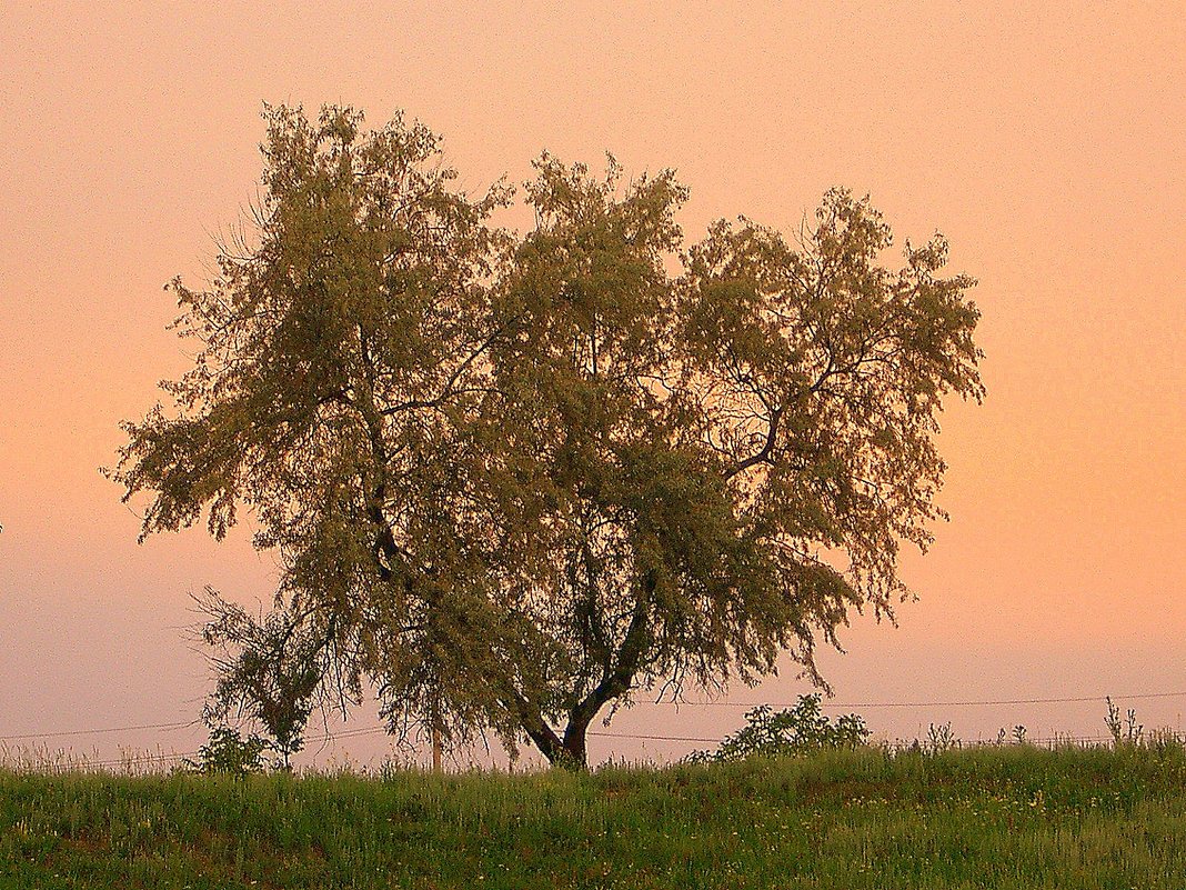 Дерево на закате. - Оля Богданович