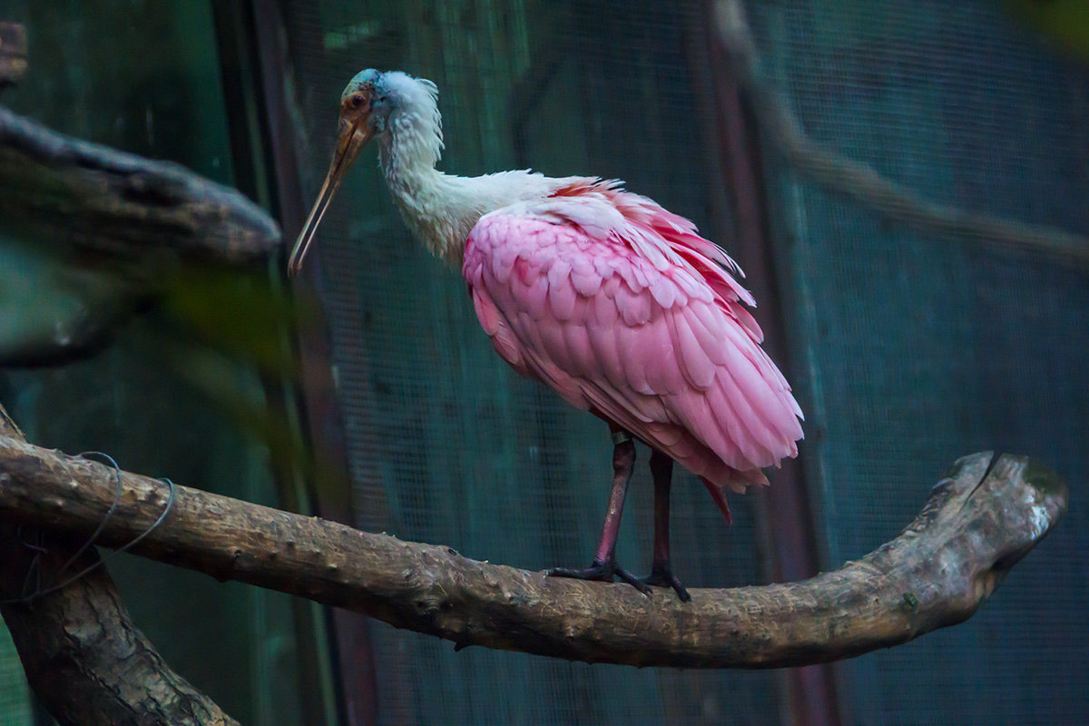 Розовый пеликан - Игорь Герман