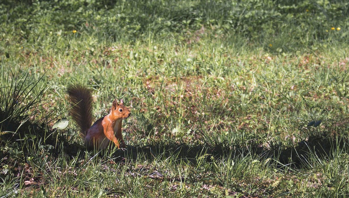 Squirrel - Илья В.