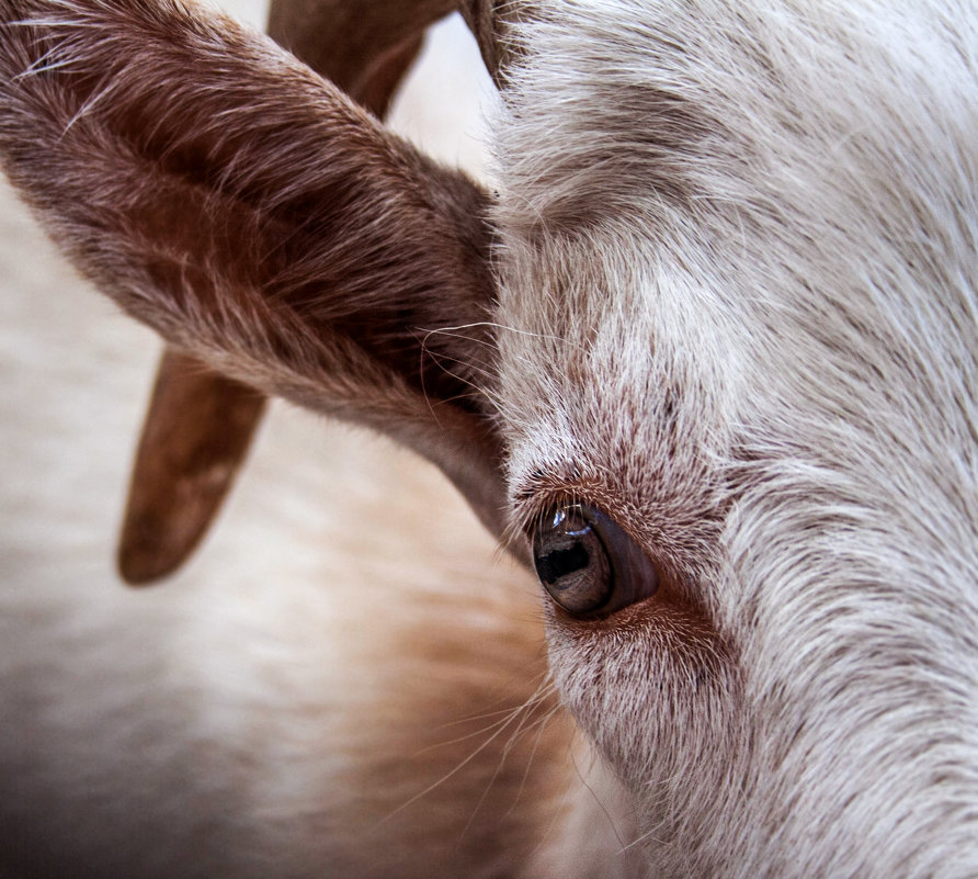 Goat farm - Света Гончарова
