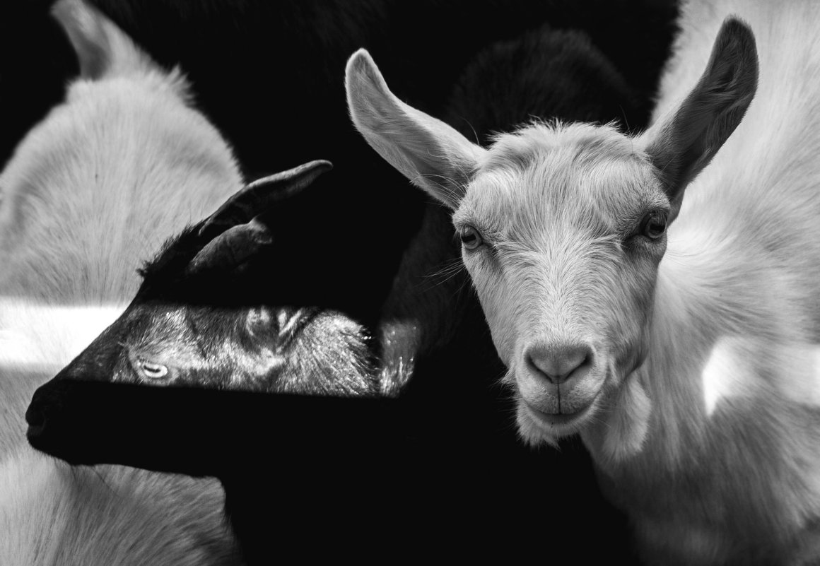 Goat farm - Света Гончарова