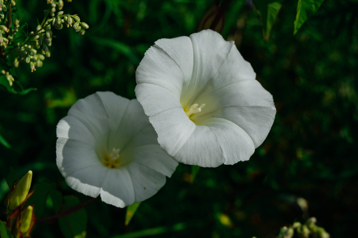белые цветочки - Света Кондрашова