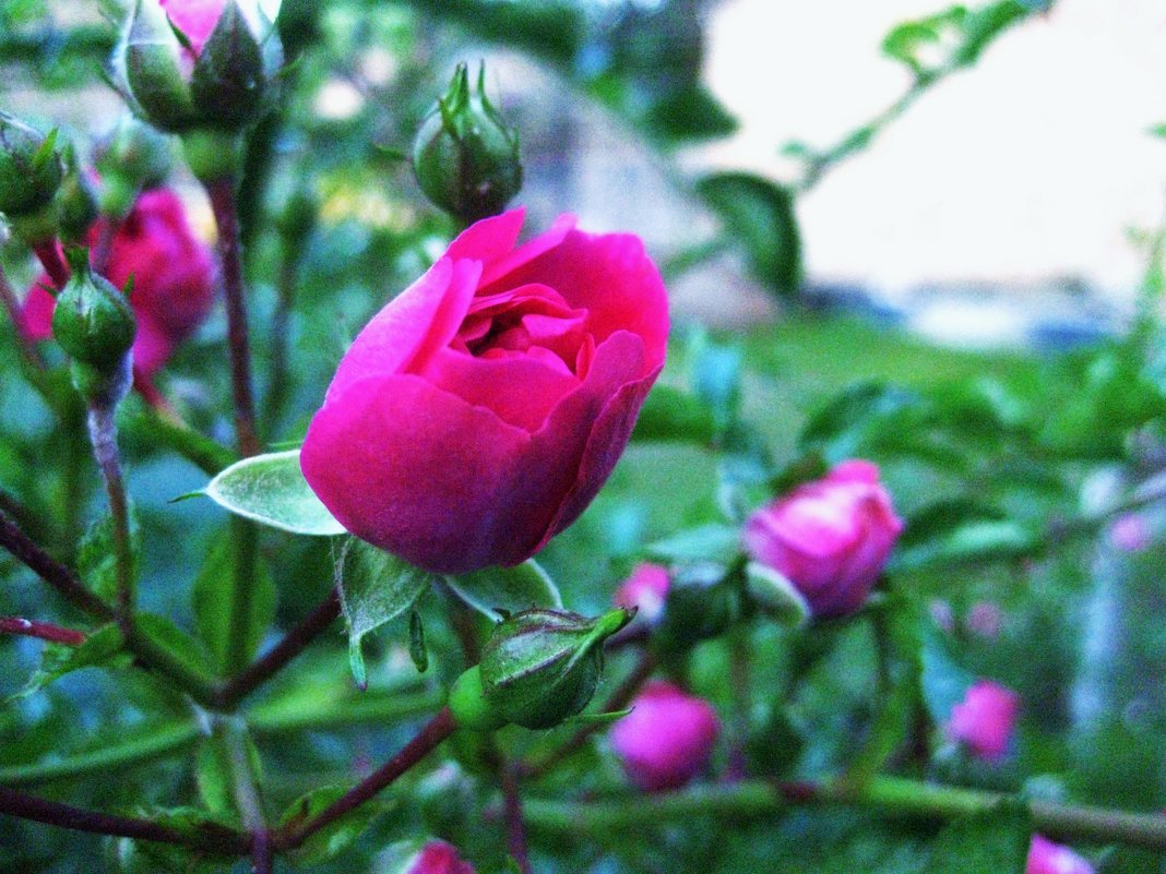 Розы - Анна 