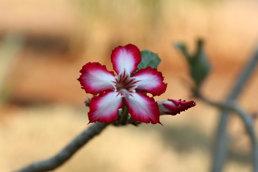 IMPALA LILY - Натали Джатье