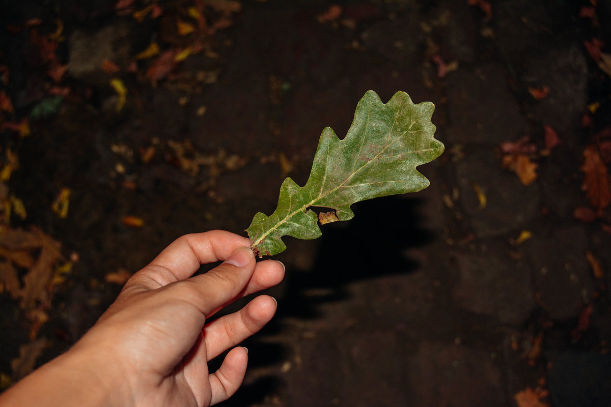 зелёный дубовый лист - Света Кондрашова