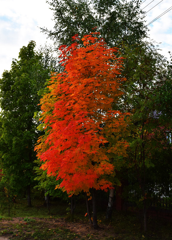 Fall - Александр Сидоров