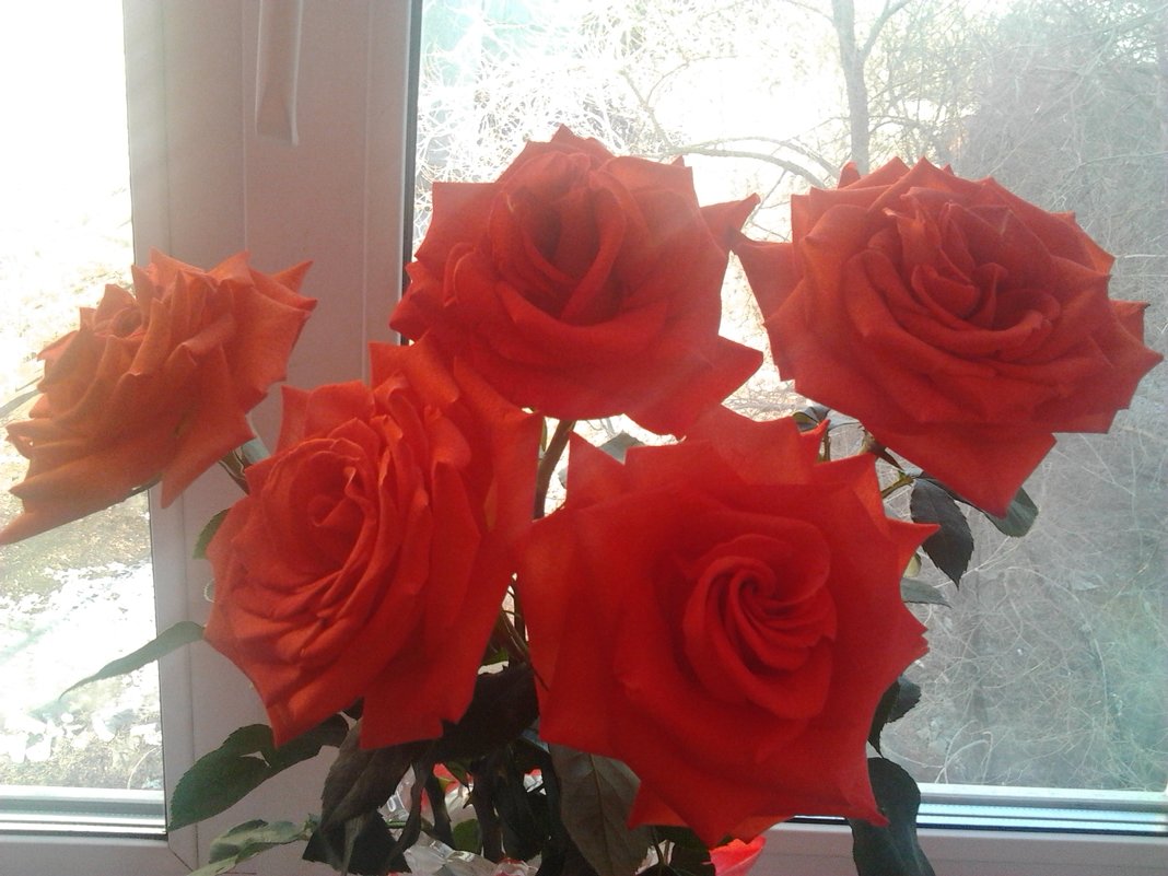 Розы на окне - марина ковшова 