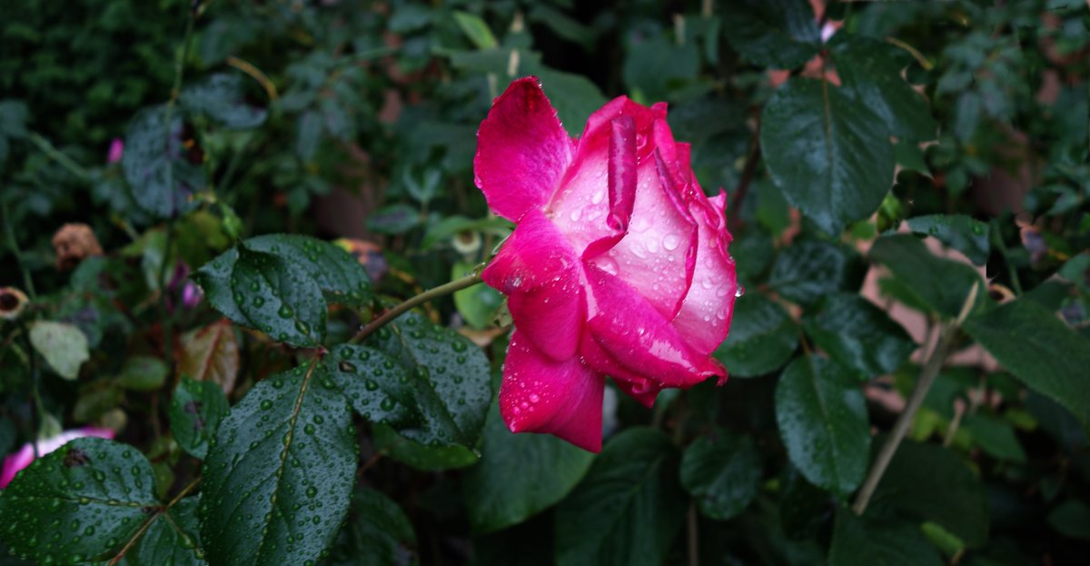 Розы под дождем - Galina Dzubina
