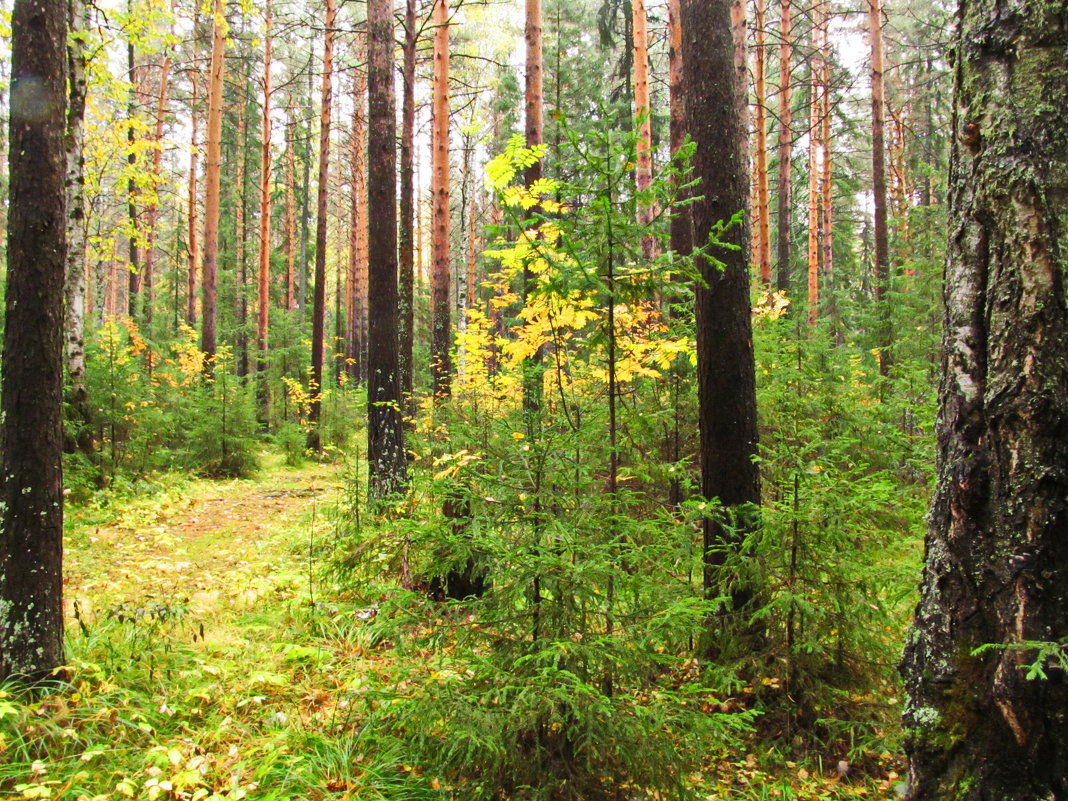 Осень бродит по лесным тропинкам - Yury Kuzmič