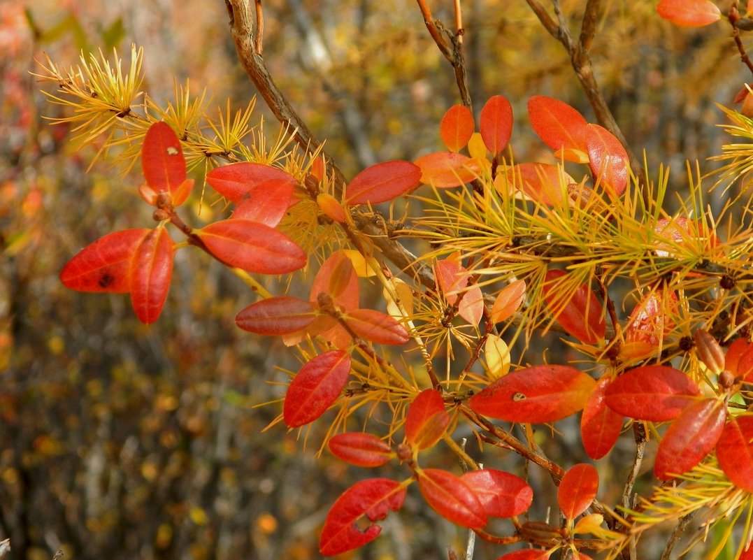листва рододендрона даурского - Анна 
