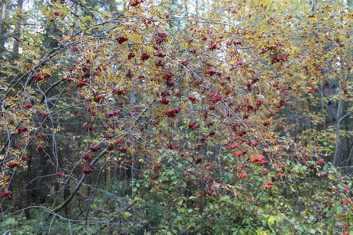 Осень в Прикамских лесах - Валерий Конев