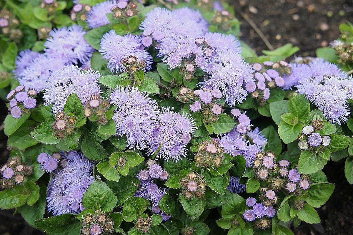 Агератум, или Долгоцветка (Ageratum houstonianum) - Елена Павлова (Смолова)