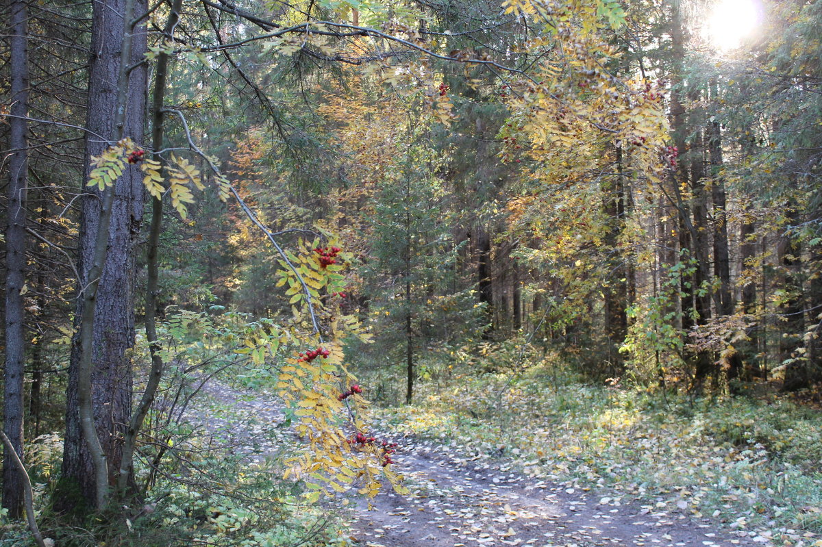 Осень в лесах у Гайвы - Валерий Конев