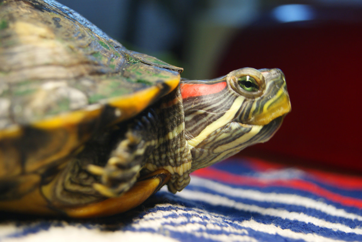 красноухий черепах Винт - Galina Belugina