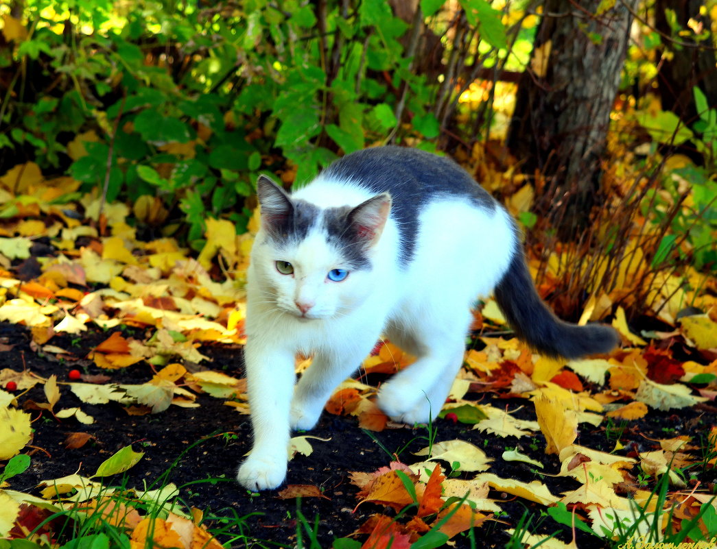 Осенний котэ - Андрей Заломленков