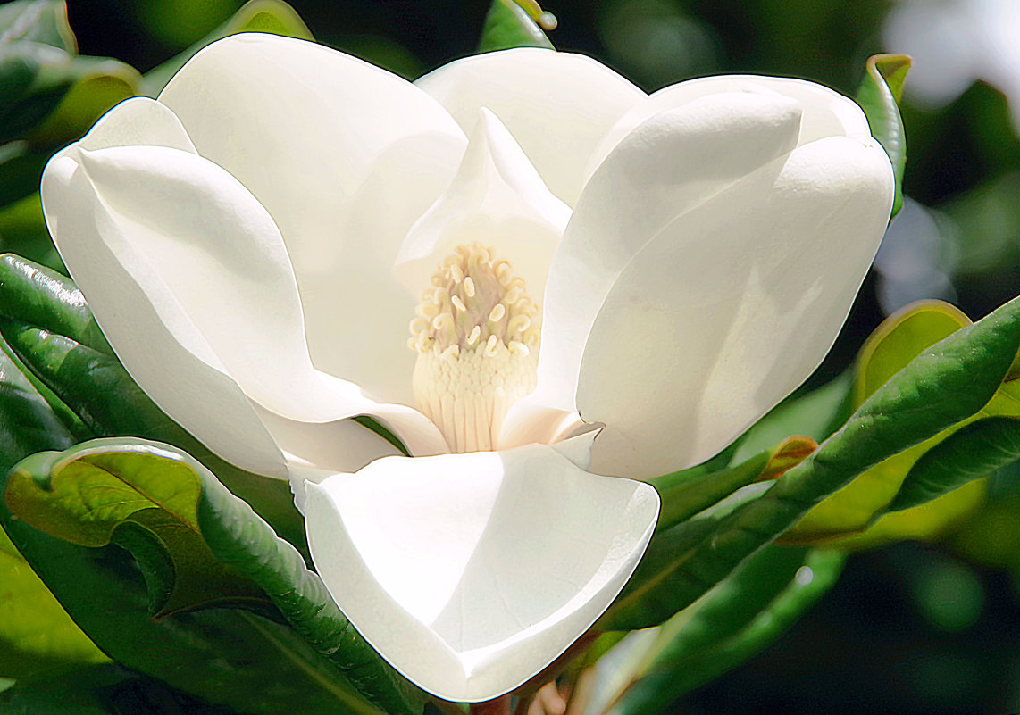 Magnolia Grandiflora - Лариса Журавлева