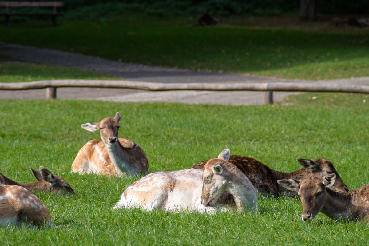 Wildpark, Düsseldorf - Witalij Loewin