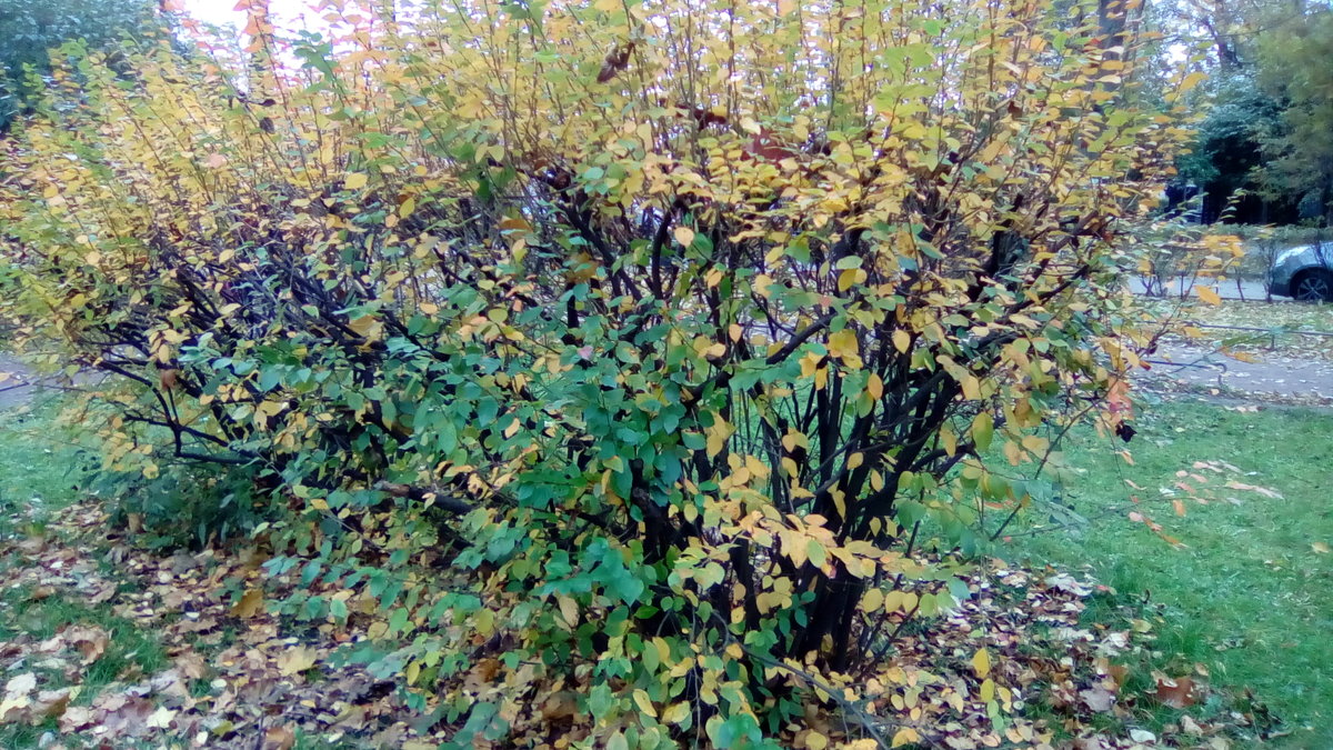Осенний куст из Александровского парка. - Светлана Калмыкова