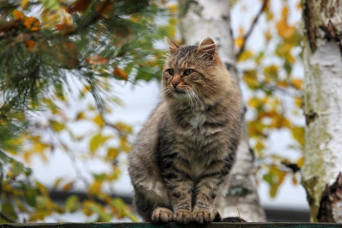 Скоро зима.. - Валерий Князькин