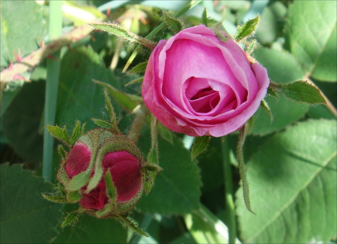 Начало цветения чайной розы - Нина Корешкова
