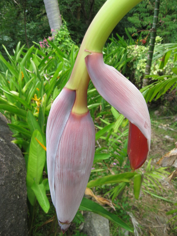 Так цветёт банан - Лариса (Phinikia) Двойникова