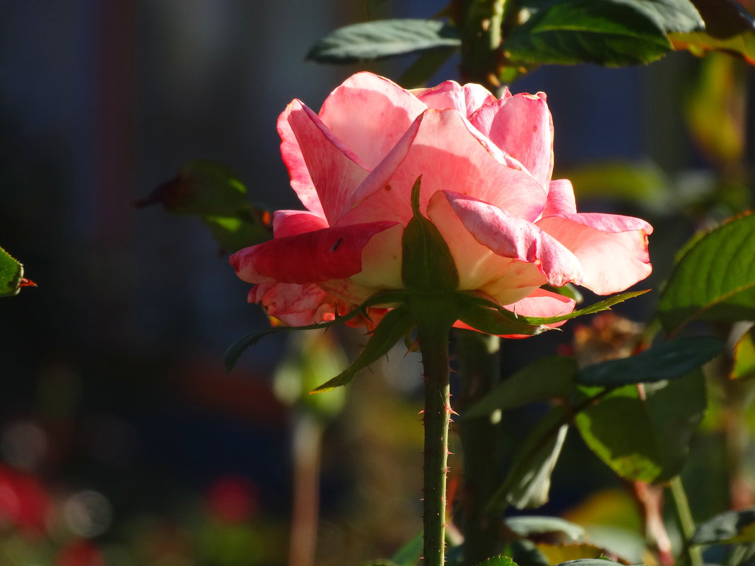 Сентябрь,розы в парке...3 - Тамара (st.tamara)