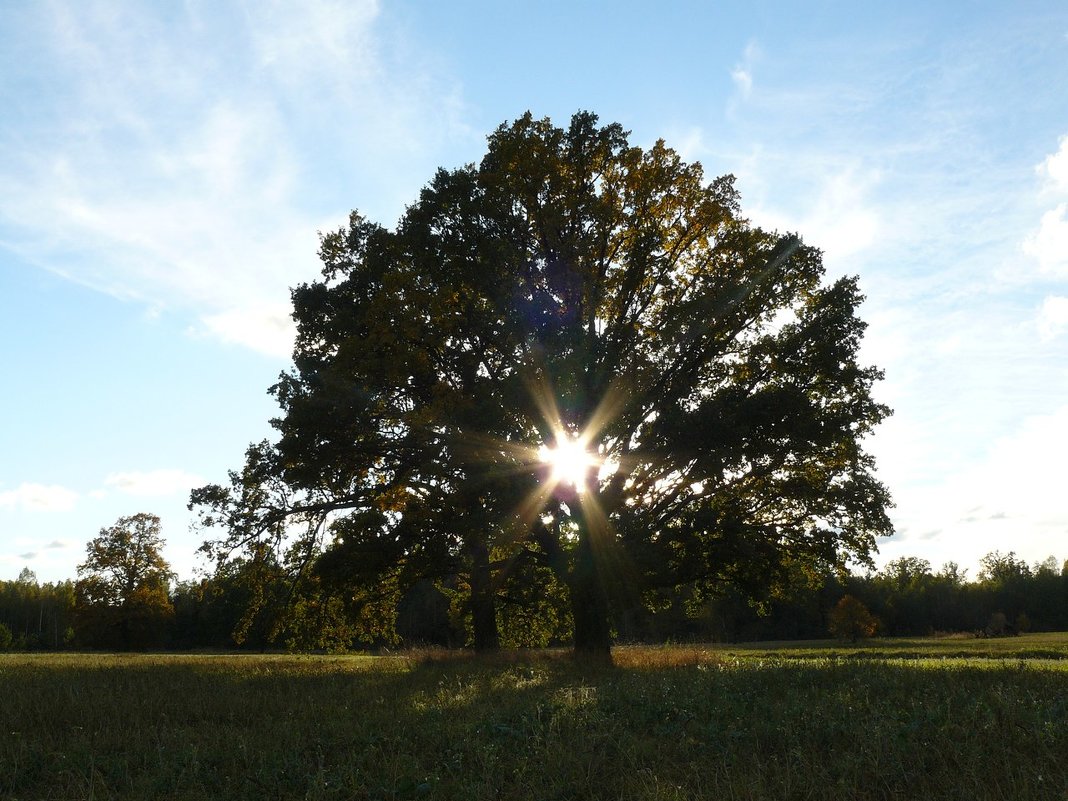 солнечная шести лучевая звезда в ветвях дерева - Дмитрий Гринкевич