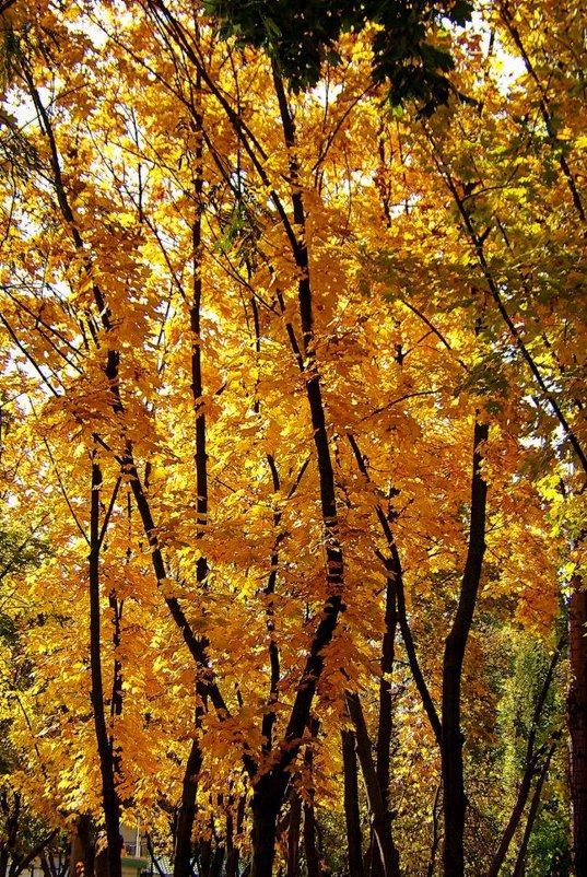Осенние листья шумят и шумят в саду... - Александр Корчемный